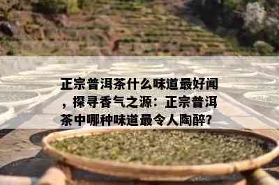 正宗普洱茶什么味道更好闻，探寻香气之源：正宗普洱茶中哪种味道最令人陶醉？