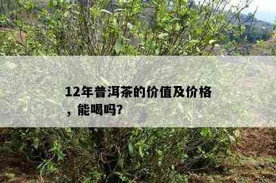 12年普洱茶的价值及价格，能喝吗？