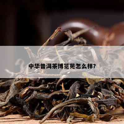 中华普洱茶博览苑怎么样？