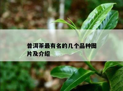 普洱茶最有名的几个品种图片及介绍