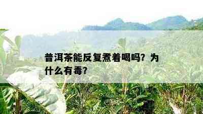 普洱茶能反复煮着喝吗？为什么有？