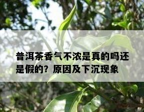 普洱茶香气不浓是真的吗还是假的？原因及下沉现象