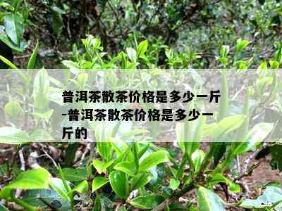 普洱茶散茶价格是多少一斤-普洱茶散茶价格是多少一斤的