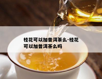 桂花可以加普洱茶么-桂花可以加普洱茶么吗