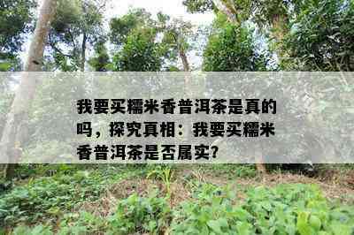 我要买糯米香普洱茶是真的吗，探究真相：我要买糯米香普洱茶是否属实？