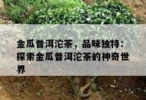 金瓜普洱沱茶，品味独特：探索金瓜普洱沱茶的神奇世界