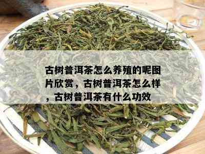 古树普洱茶怎么养殖的呢图片欣赏，古树普洱茶怎么样，古树普洱茶有什么功效