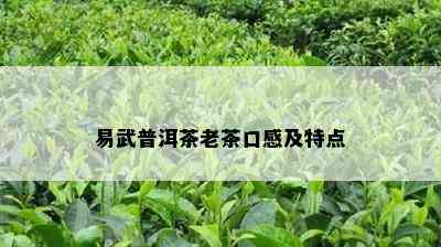 易武普洱茶老茶口感及特点