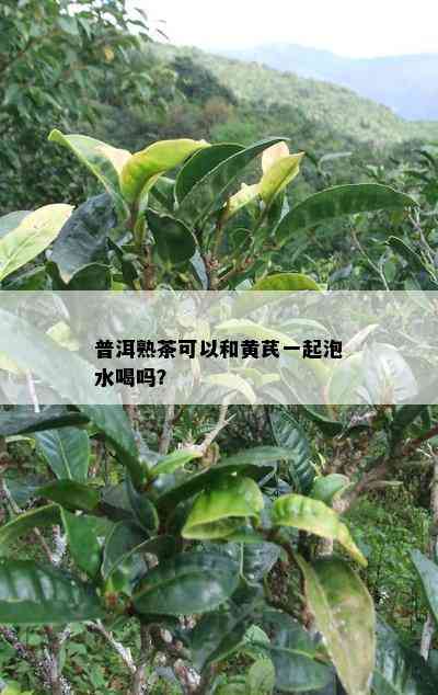 普洱熟茶可以和黄芪一起泡水喝吗？