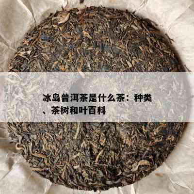 冰岛普洱茶是什么茶：种类、茶树和叶百科