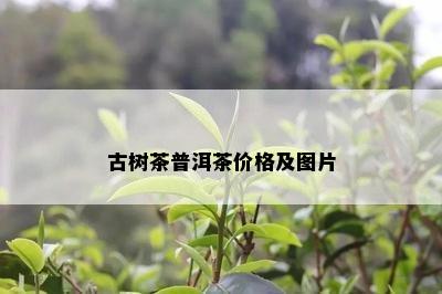 古树茶普洱茶价格及图片