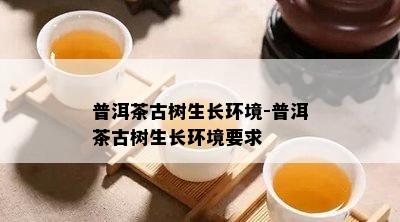 普洱茶古树生长环境-普洱茶古树生长环境要求