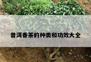 普洱香茶的种类和功效大全