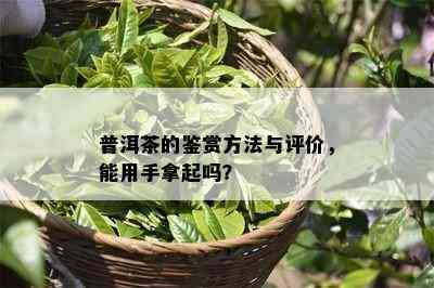 普洱茶的鉴赏方法与评价，能用手拿起吗？