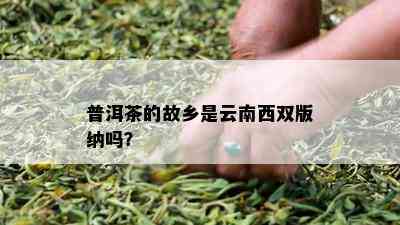 普洱茶的故乡是云南西双版纳吗？