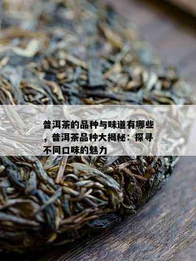 普洱茶的品种与味道有哪些，普洱茶品种大揭秘：探寻不同口味的魅力