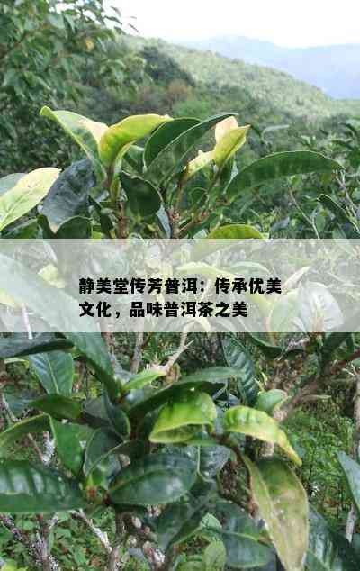 静美堂传芳普洱：传承优美文化，品味普洱茶之美