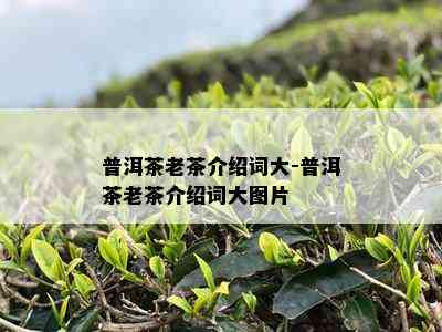 普洱茶老茶介绍词大-普洱茶老茶介绍词大图片