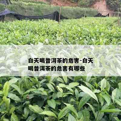 白天喝普洱茶的危害-白天喝普洱茶的危害有哪些