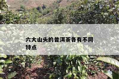 六大山头的普洱茶各有不同特点