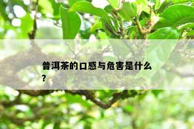 普洱茶的口感与危害是什么？