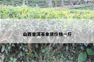 山西普洱茶拿货价格一斤