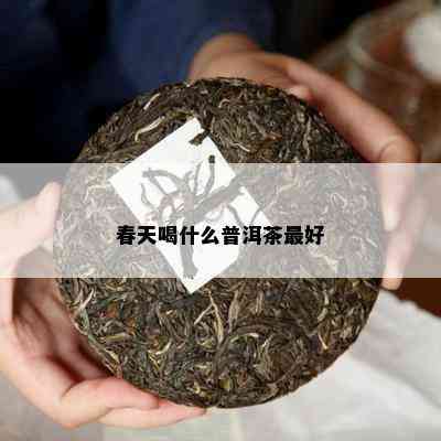 春天喝什么普洱茶更好