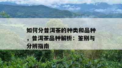 如何分普洱茶的种类和品种，普洱茶品种解析：鉴别与分辨指南