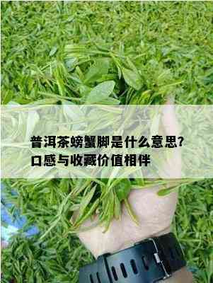 普洱茶螃蟹脚是什么意思？口感与收藏价值相伴