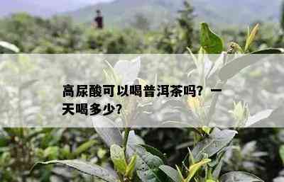 高尿酸可以喝普洱茶吗？一天喝多少？