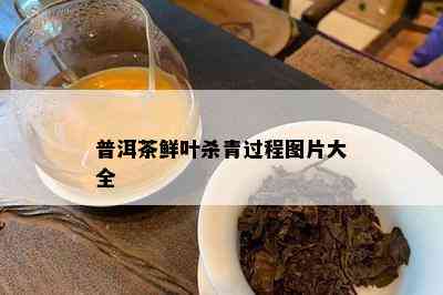 普洱茶鲜叶杀青过程图片大全