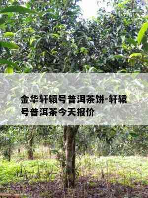 金华轩辕号普洱茶饼-轩辕号普洱茶今天报价