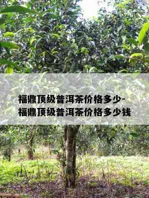 福鼎顶级普洱茶价格多少-福鼎顶级普洱茶价格多少钱