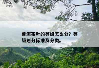 普洱茶叶的等级怎么分？等级划分标准及分类。