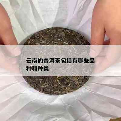 云南的普洱茶包括有哪些品种和种类