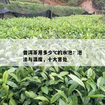 普洱茶用多少℃的水泡：泡法与温度，十大害处