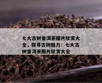 七大古树普洱茶图片欣赏大全，探寻古树魅力：七大古树普洱茶图片欣赏大全