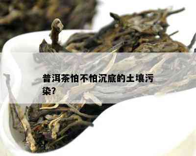 普洱茶怕不怕沉底的土壤污染？