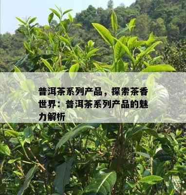 普洱茶系列产品，探索茶香世界：普洱茶系列产品的魅力解析