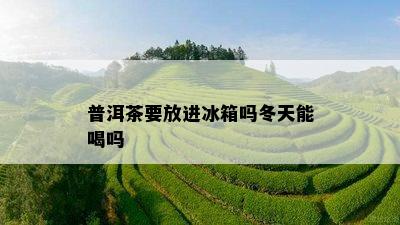 普洱茶要放进冰箱吗冬天能喝吗