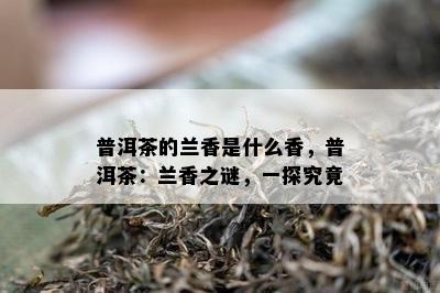 普洱茶的兰香是什么香，普洱茶：兰香之谜，一探究竟