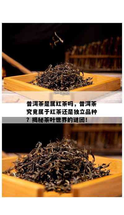 普洱茶是属红茶吗，普洱茶究竟属于红茶还是独立品种？揭秘茶叶世界的谜团！