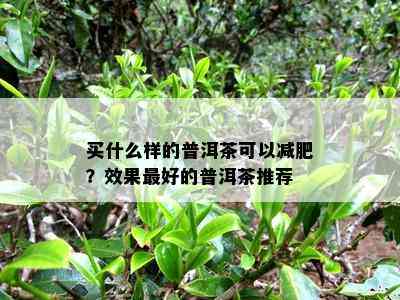 买什么样的普洱茶可以减肥？效果更好的普洱茶推荐