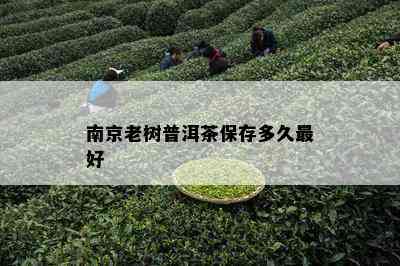 南京老树普洱茶保存多久更好