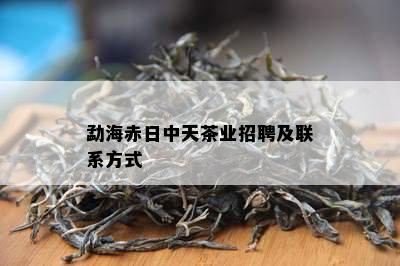 勐海赤日中天茶业招聘及联系方式