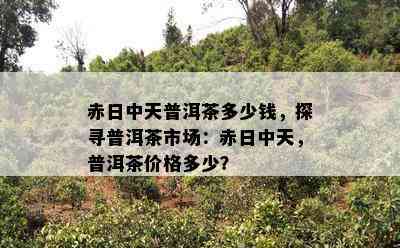 赤日中天普洱茶多少钱，探寻普洱茶市场：赤日中天，普洱茶价格多少？