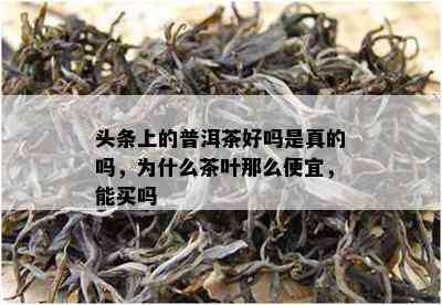 头条上的普洱茶好吗是真的吗，为什么茶叶那么便宜，能买吗