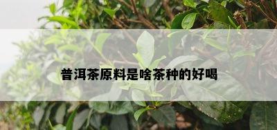 普洱茶原料是啥茶种的好喝