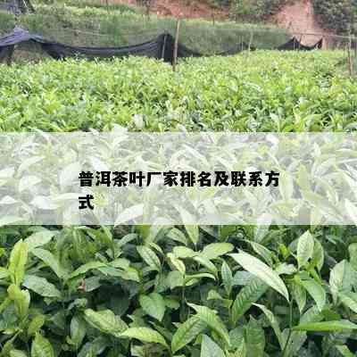 普洱茶叶厂家排名及联系方式