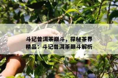 斗记普洱茶巅斗，探秘茶界精品：斗记普洱茶巅斗解析